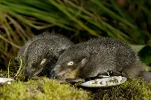 Burrow Prints: Russian Desman - adults from one burrow - feed