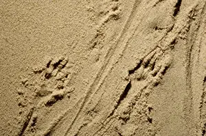 Desman Prints: Russian Desman - adults footprints on wet sand