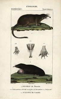Aquaticus Gallery: Russian Desman, Desmana moschata (vulnerable)