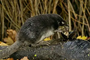 Russian Desman - feeds on a fresh-water mussel