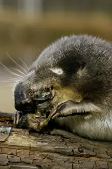 Russian Desman - feeds on a fresh-water mussel