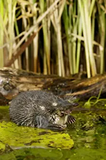 Russian Desman - feeds on a fresh-water mussel
