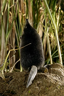 Russian Desman - female, view from back (note the flat tail) Russian Desman - female, view from back (note the flat tail)