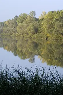 Flood Prints: Russian Desman - habitat: small fresh-water lake