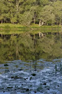 Russian Desman - habitat: small fresh-water lake