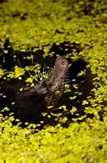 Russian Desman - pops its nose out of water to