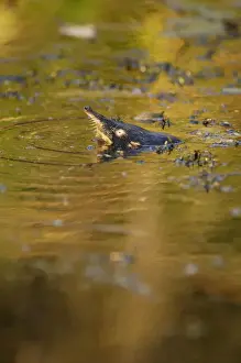 Russian Desman - pops out of water to search