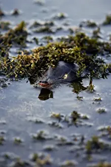 Desman Prints: Russian Desman - pops out of water to search