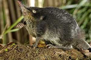 Wildlife Collection: Russian Desman - searches environment with its