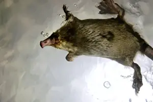 Russian Desman - swimming (from underneath)