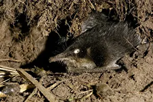 Nests Prints: Russian Desmans - in the burrow