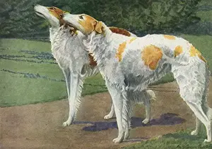 Russian Wolfhounds