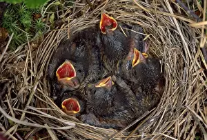 Rustica Prints: Rustic Bunting - nestlings