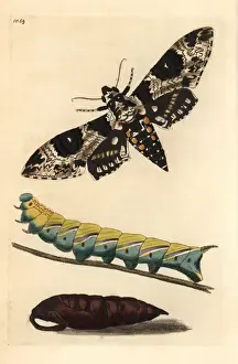 Rustica Prints: Rustic sphinx, Manduca rustica