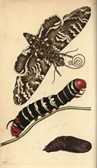 Rustic sphinx moth, caterpillar and pupa, Manduca rustica