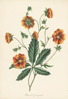 Magazine Of Botany Prints: Rusty-brown flowered cinquefoil, Potentilla ferruginea