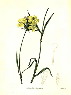 Rusty pink, Dianthus ferrugineus