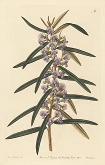 Rusty pods, Hovea longifolia