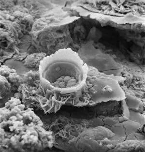 Microscope Image Gallery: Rusty screw