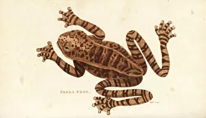 Zebra Gallery: Rusty tree frog, Hypsiboas boans