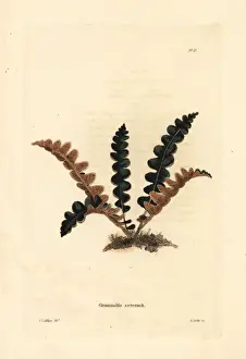 Officinarum Prints: Rustyback fern, Ceterach officinarum