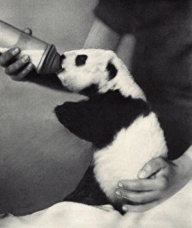 Images Dated 3rd November 2016: Ruth Harkness and her baby Giant Panda, Sun-Lin