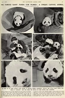 Images Dated 7th November 2016: Ruth Harkness and her baby Giant Panda, Sun-Lin