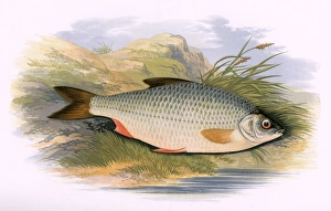 Roach Gallery: Rutilus rutilus, or Common Roach