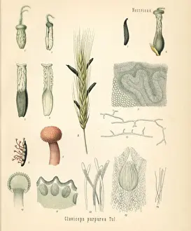 Fungus Prints: Rye ergot fungus, Claviceps purpurea