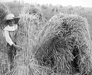 A rye field Illinois USA early 1900s