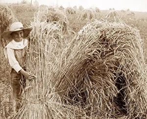 A rye field Illinois USA early 1900s