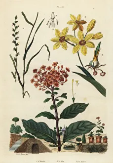 Perennial Gallery: Rye grass, African corn lily and jungle geranium