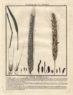 1780 Prints: Rye grass, Secale cereale