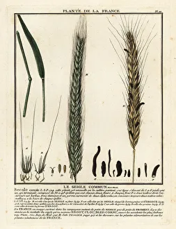 Fodder Prints: Rye, Le seigle commun, Secale cereale