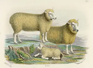 1840 Prints: Ryeland Sheep