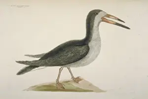 Rynchops niger, black skimmer
