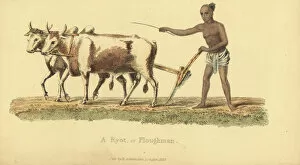 Ryot or Indian ploughman