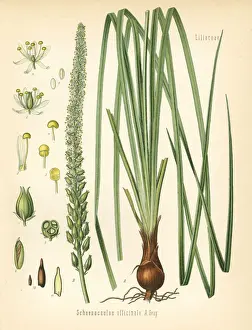 Sabadilla or cebadilla, Schoenocaulon officinale