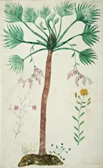 Monocotyledon Collection: Sabal palmetto, cabbage palmetto