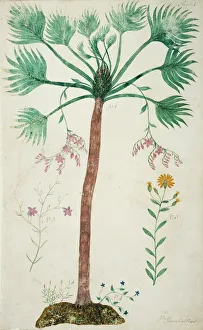 Commelinid Collection: Sabal palmetto, cabbage palmetto