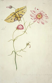 Arthropoda Gallery: Sabatia bartramii, savannah pink & Eacles imperialis, imperi