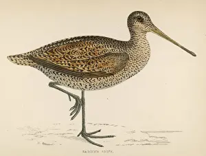 Sabines Snipe (Morris)