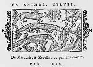 Sable Prints: Sable & Marten 1555