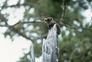 Sable Prints: Sable - on tree stump