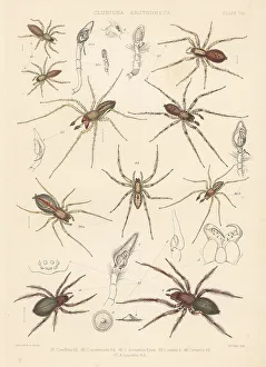 Spider Prints: Sac spider, two-clawed hunting spider, diving bell spider, etc