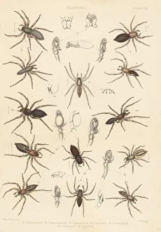 Sac spiders