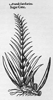 Officinarum Prints: Saccharum Officinarum