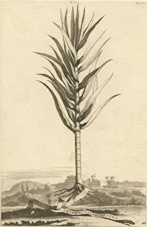Monocot Collection: Saccharum officinarum, sugar cane