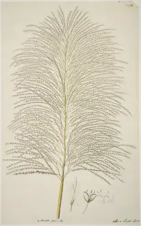 Sugarcane Prints: Saccharum officinarum, sugarcane