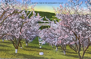 Images Dated 3rd August 2017: Sacramento, California, USA - Blossom time in the Valley
